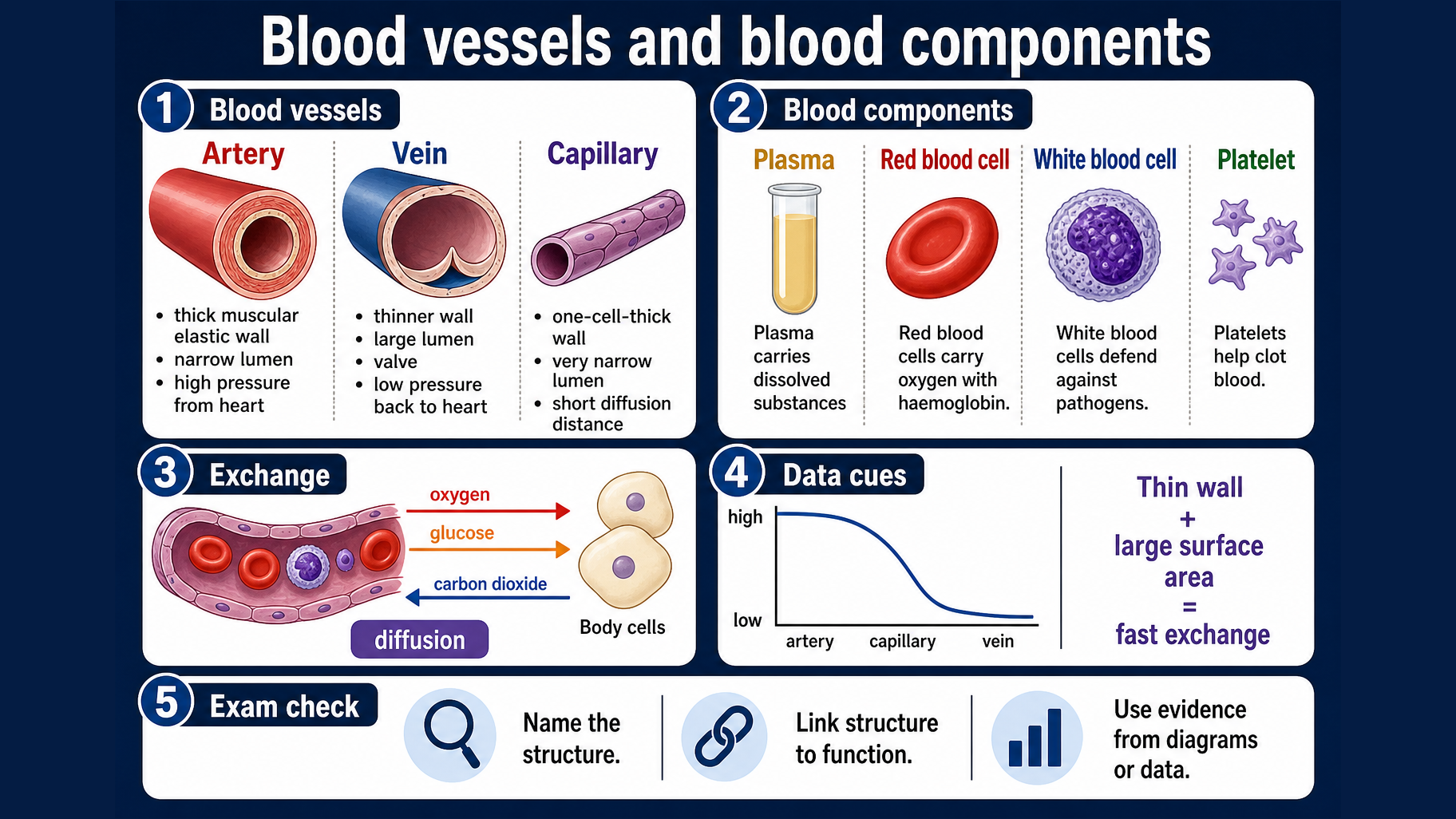 Infographic explaining GCSE Biology blood vessels and blood components, including arteries, veins, capillaries, plasma, red blood cells, white blood cells, platelets and diffusion.