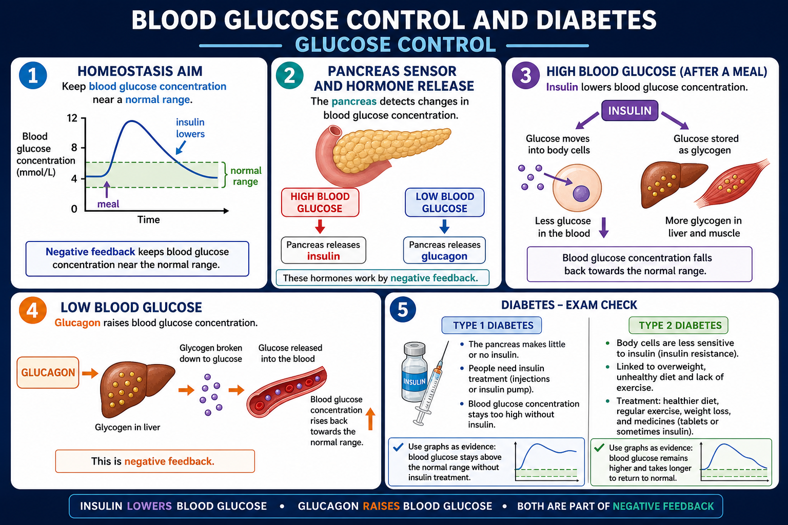 Infographic explaining GCSE Biology blood glucose control, including insulin, glucagon, the pancreas, negative feedback, glycogen storage and diabetes treatment checks.