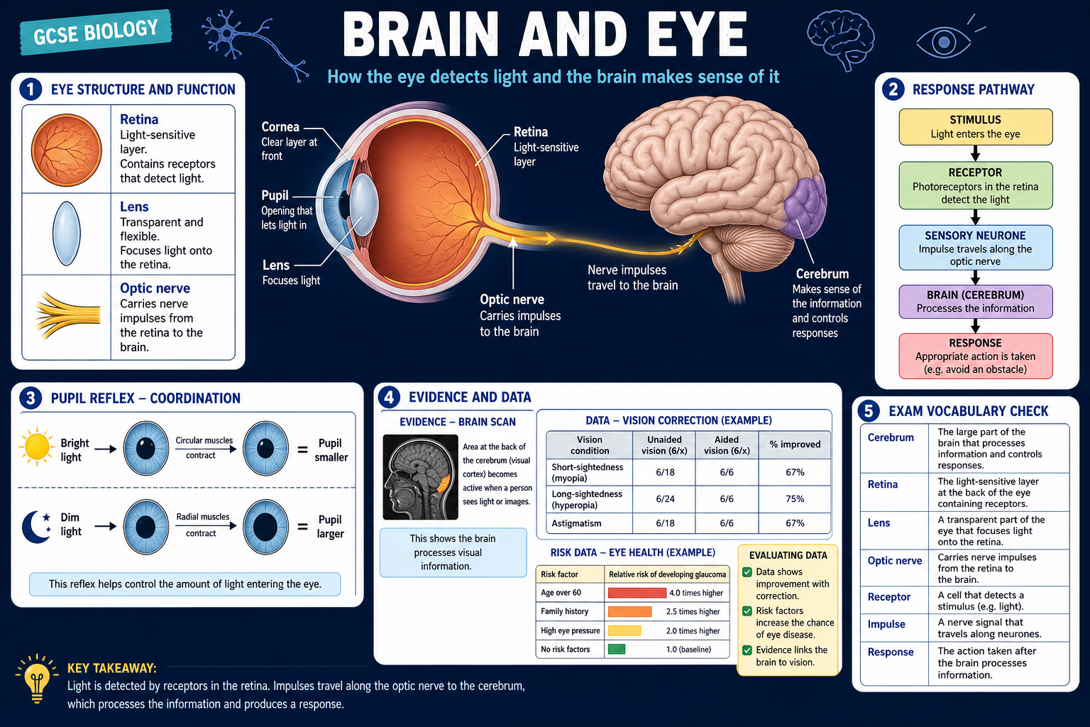 Infographic explaining GCSE Biology brain and eye coordination, including retina, lens, optic nerve, cerebrum, pupil reflex, response pathways and evidence evaluation.