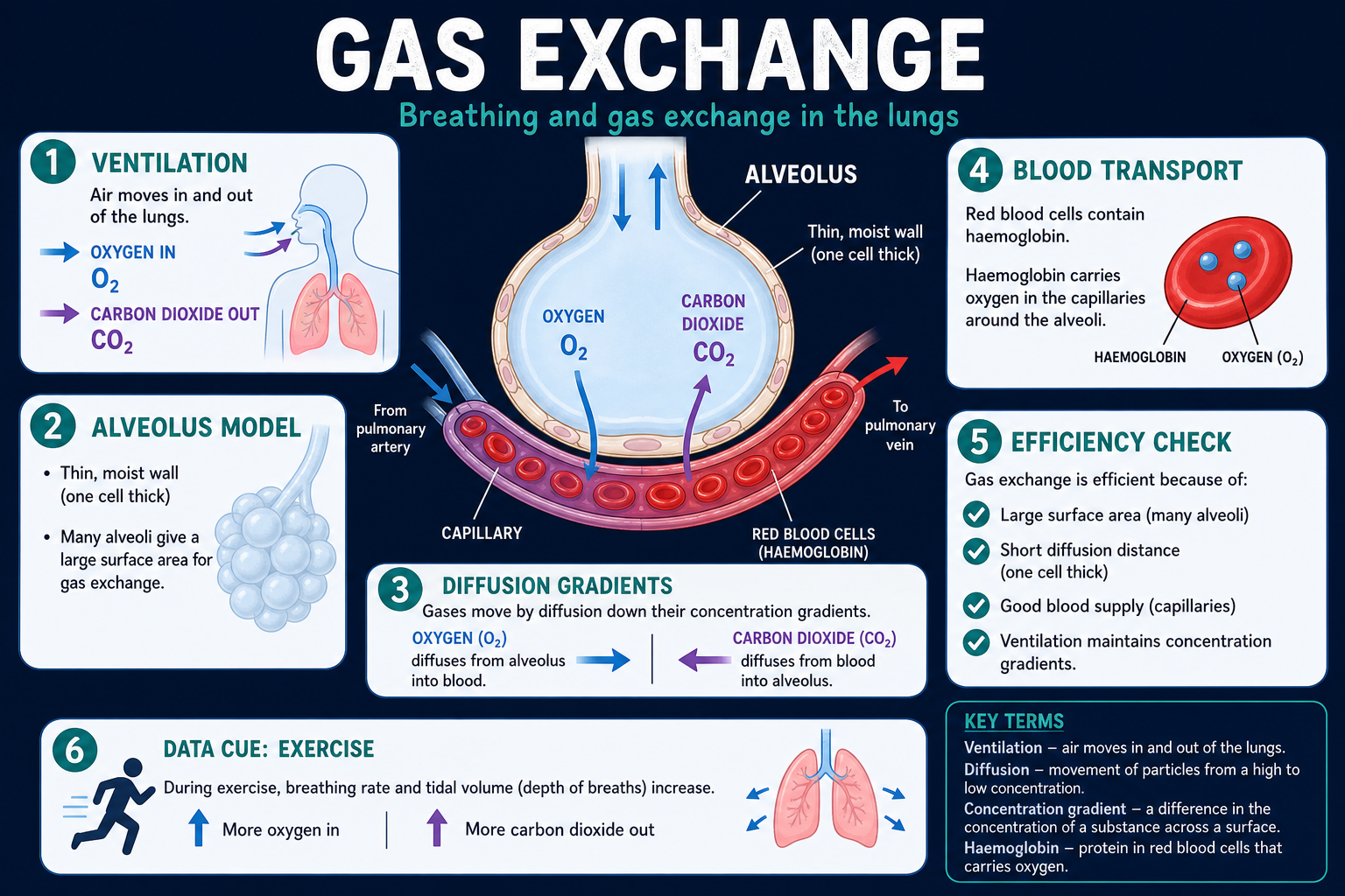 Infographic explaining GCSE Biology breathing and gas exchange, including ventilation, alveoli, diffusion gradients, capillaries, haemoglobin and efficient exchange surfaces.