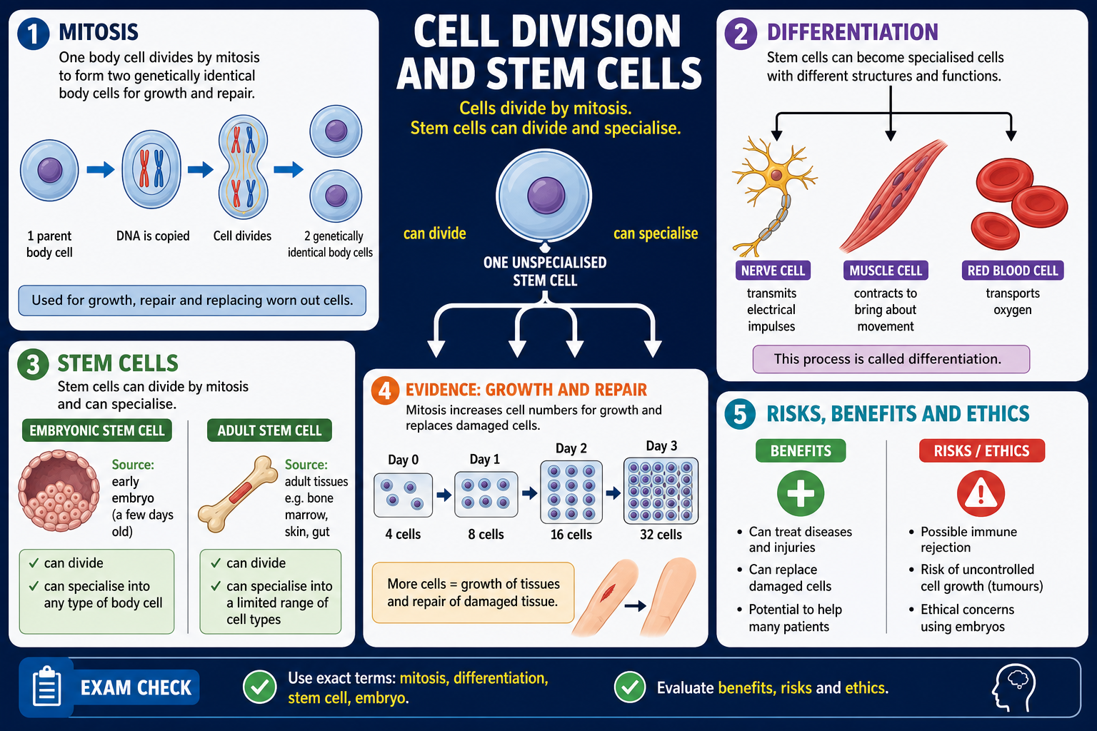 Infographic explaining GCSE Biology cell division and stem cells, including mitosis, differentiation, embryonic and adult stem cells, growth, repair, benefits, risks and ethics.