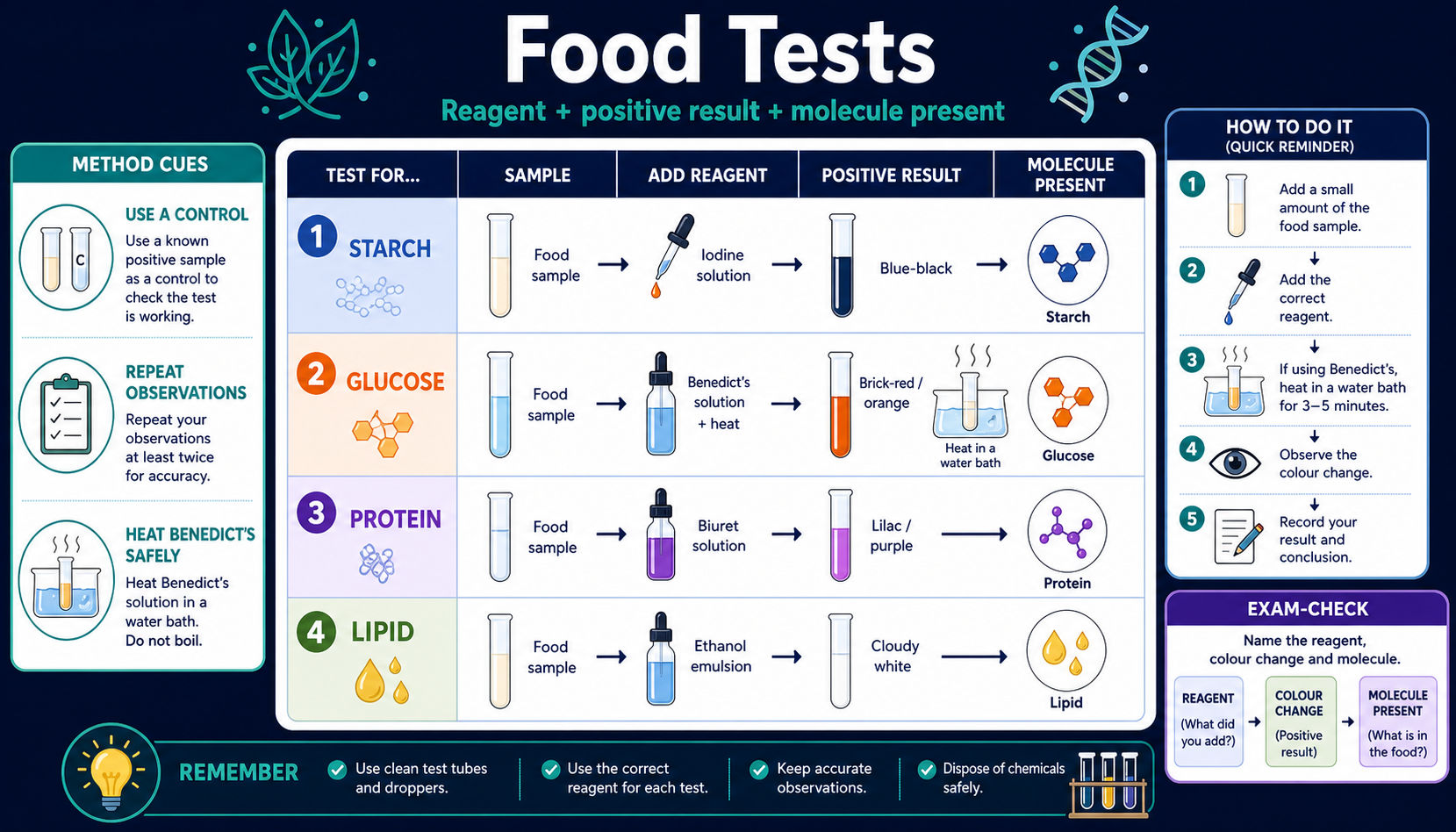Infographic explaining GCSE Biology food tests, including iodine solution, Benedict's solution, Biuret solution, ethanol emulsion and positive colour changes.