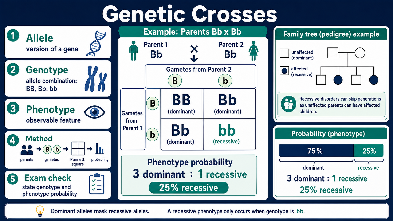 Infographic explaining GCSE Biology genetic crosses, including alleles, genotypes, phenotypes, gametes, a Punnett square and phenotype probability.