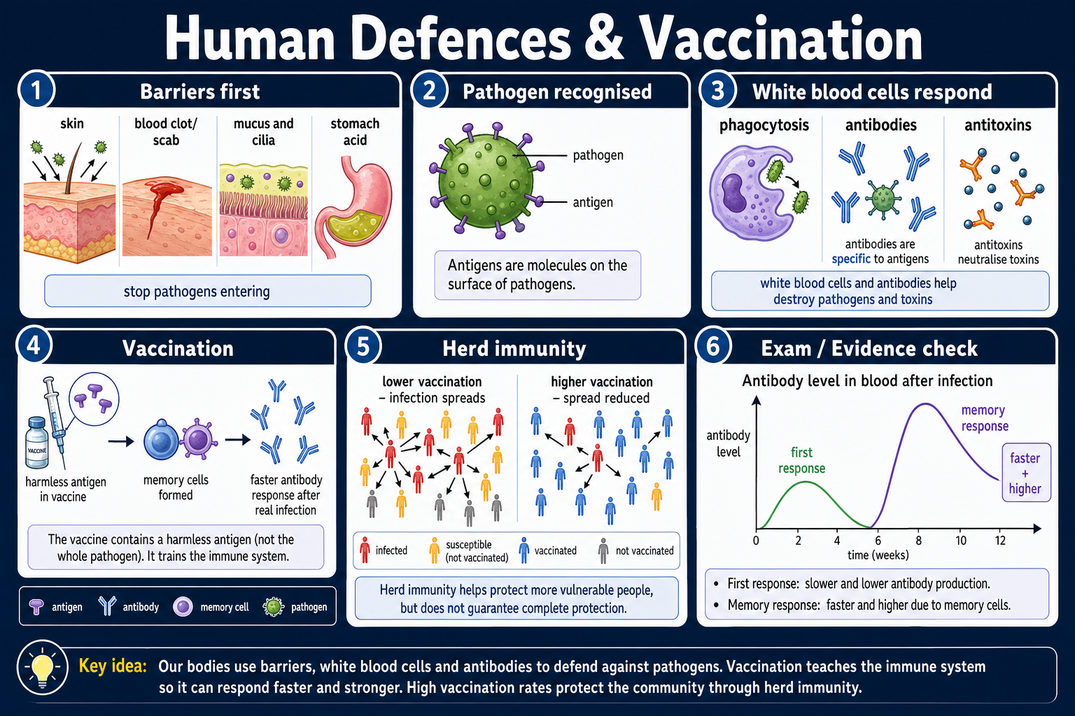 Infographic explaining GCSE Biology human defences and vaccination, including barriers, pathogens, antigens, antibodies, white blood cells, memory cells, herd immunity and antibody response graphs.