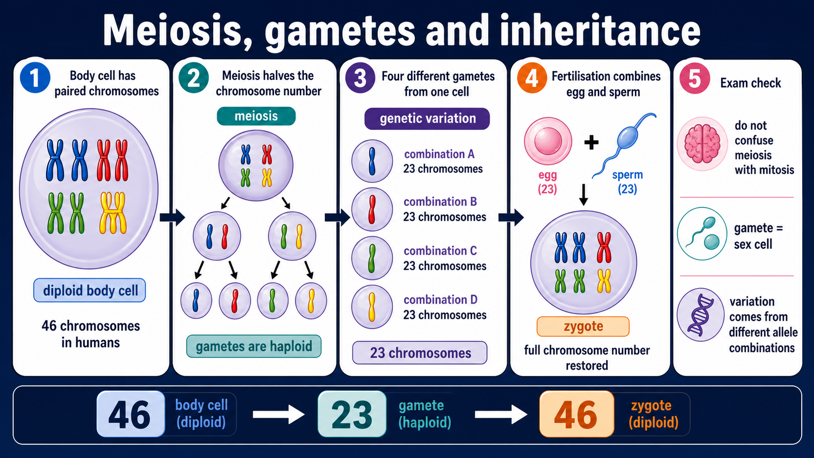 Infographic explaining GCSE Biology meiosis, including diploid body cells, haploid gametes, fertilisation, zygote formation and genetic variation.