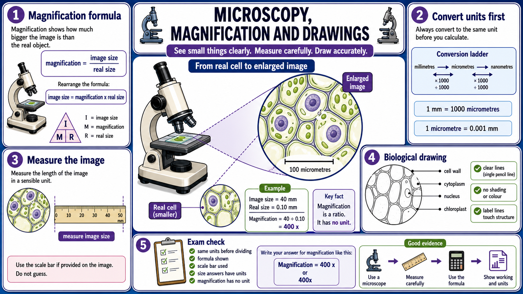 Infographic explaining GCSE Biology microscopy and magnification, including image size, real size, unit conversion, scale bars and biological drawing rules.