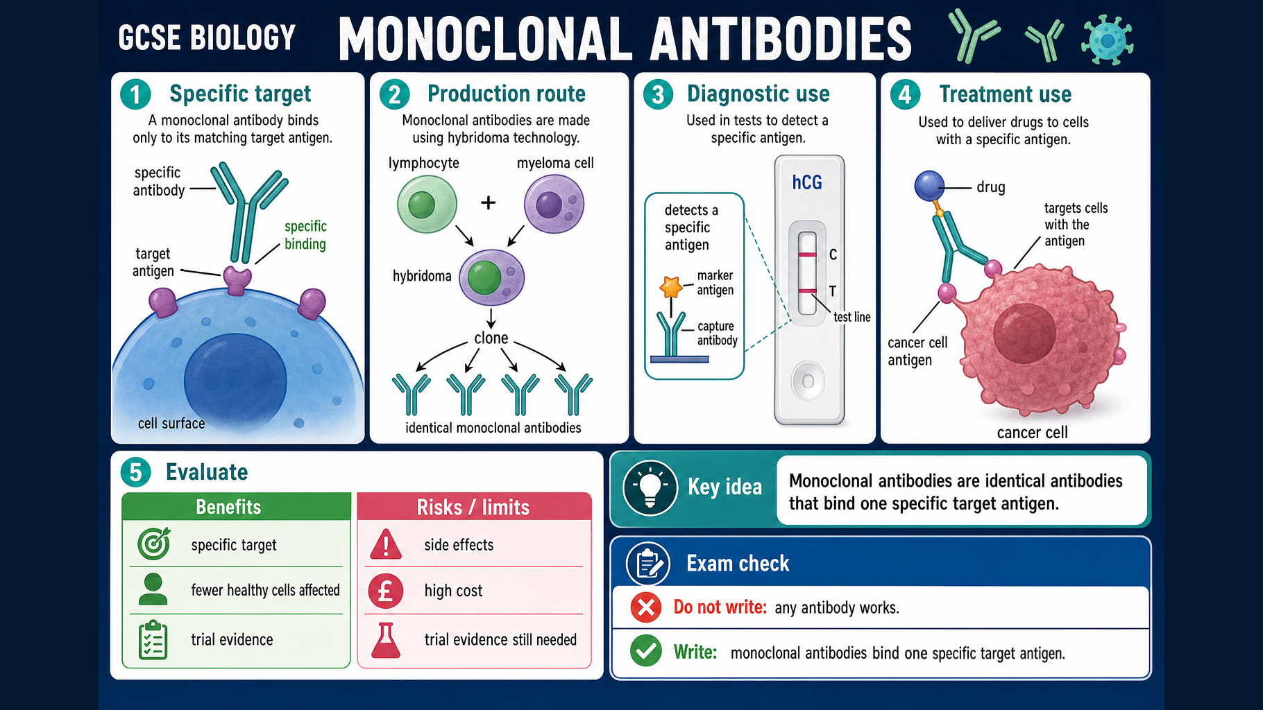 Infographic explaining monoclonal antibodies, including specific target antigens, hybridoma production, diagnostic tests, targeted treatment, benefits and risks.
