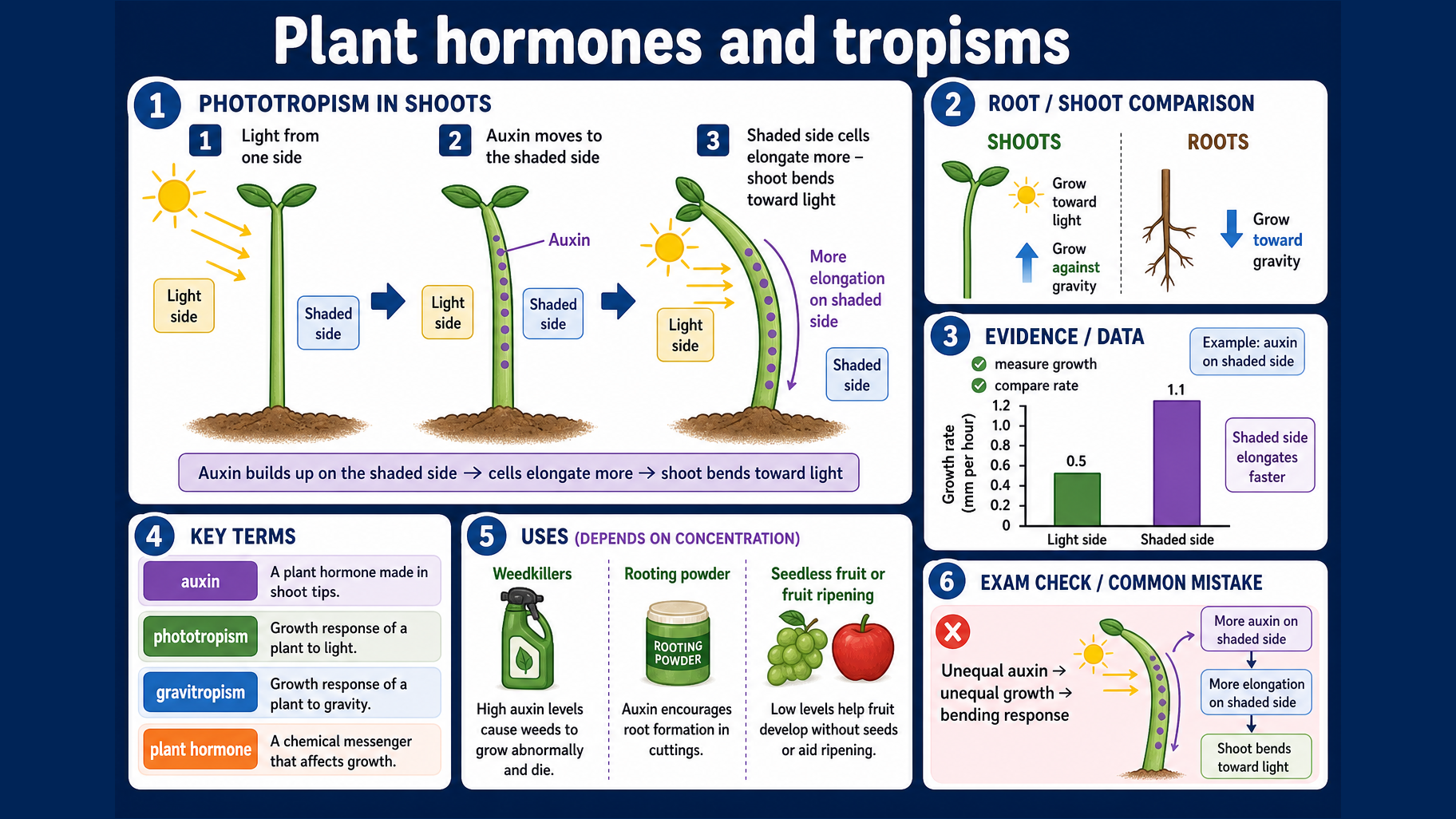 Infographic explaining GCSE Biology plant hormones and tropisms, including auxin, phototropism, gravitropism, unequal growth, evidence and hormone uses.