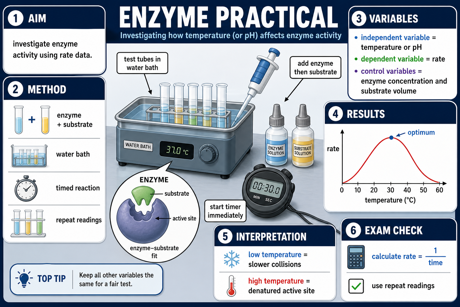 Infographic explaining the GCSE Biology enzyme practical with water bath, enzyme and substrate, variables, rate graph, optimum temperature and repeat readings.