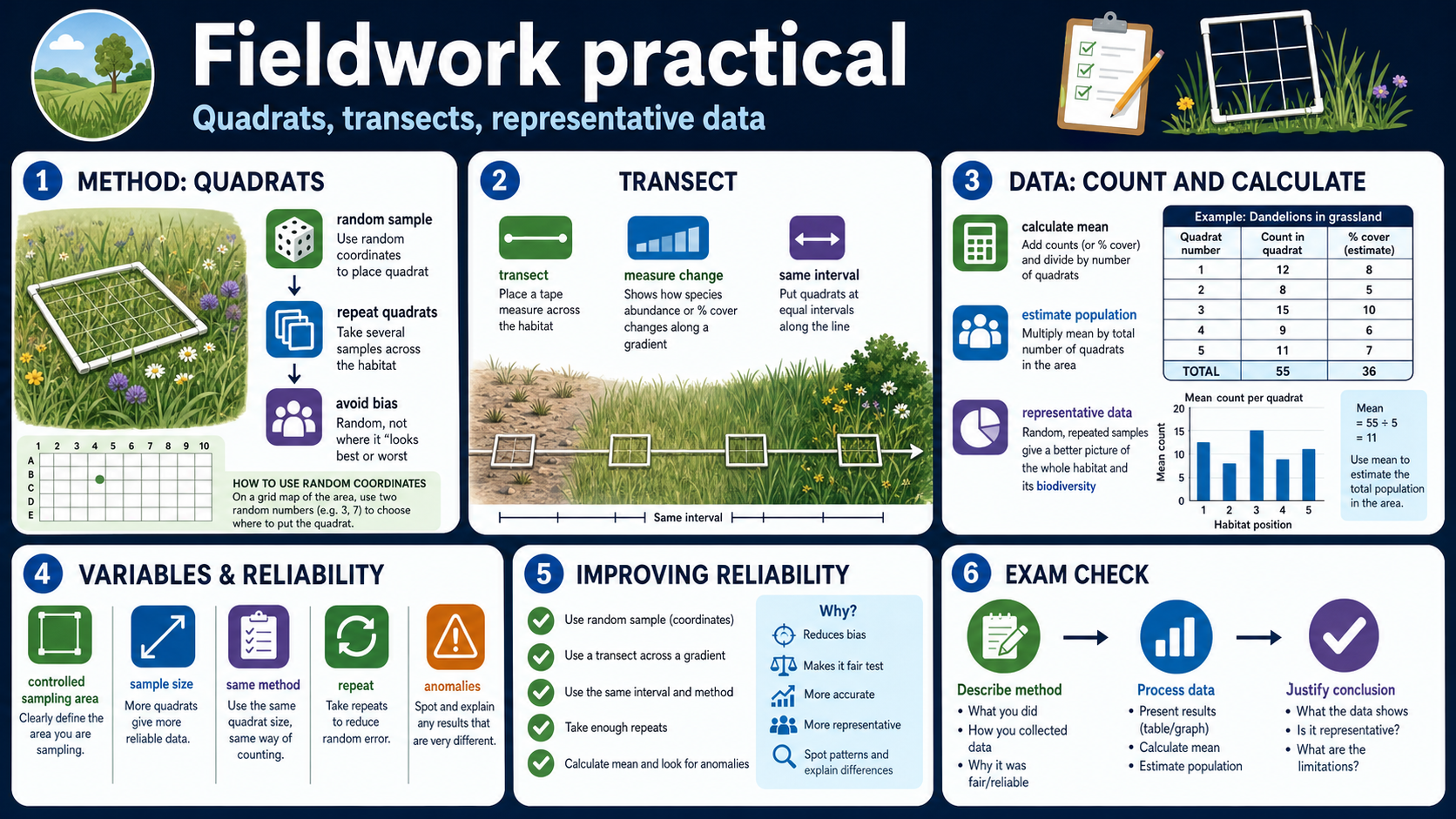 Infographic explaining the GCSE Biology fieldwork practical, including quadrats, transects, random sampling, biodiversity data, mean calculations and representative conclusions.