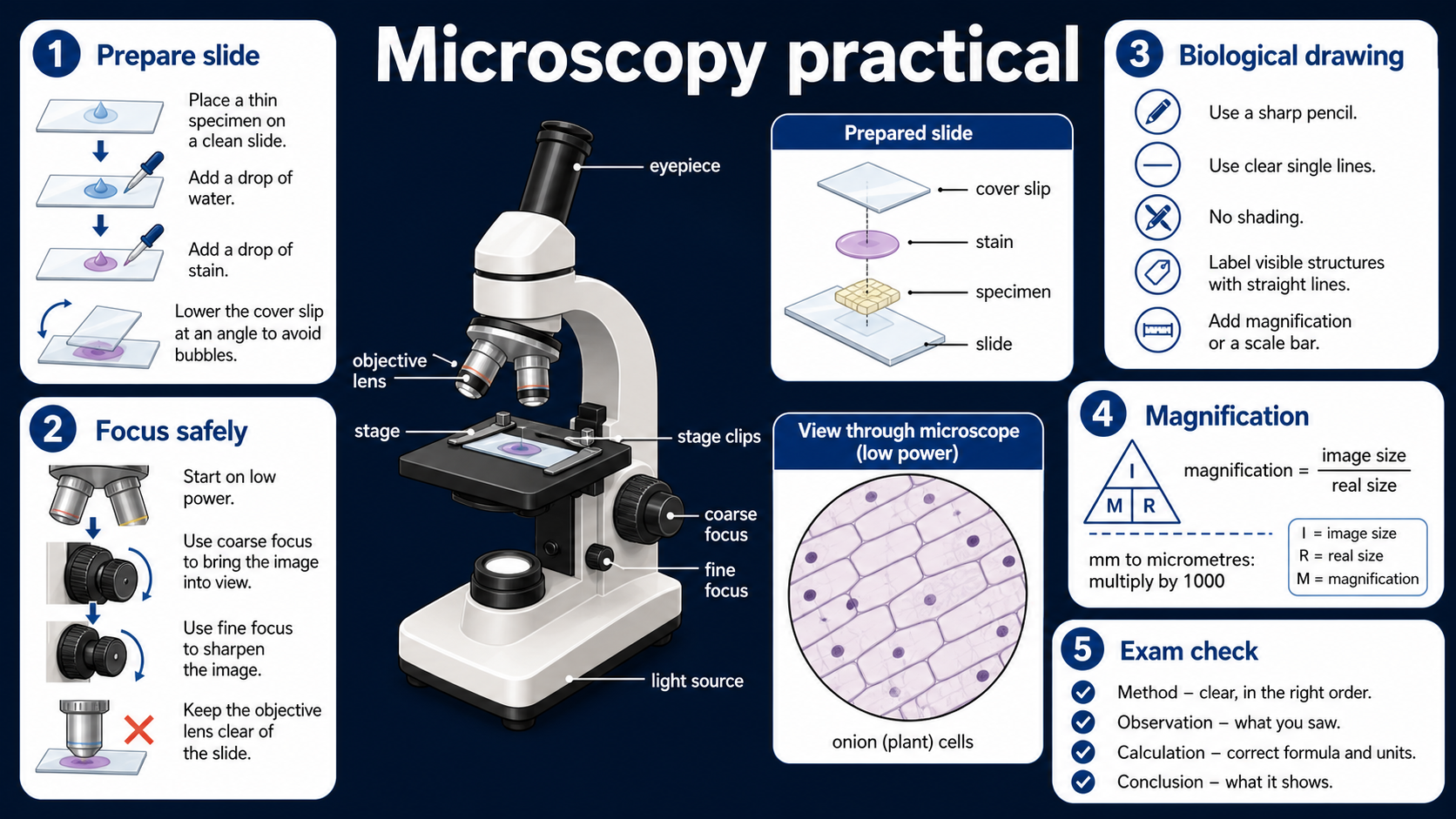 Infographic explaining the GCSE Biology microscopy practical, including slide preparation, safe focusing, biological drawing rules, magnification formula and unit conversion.