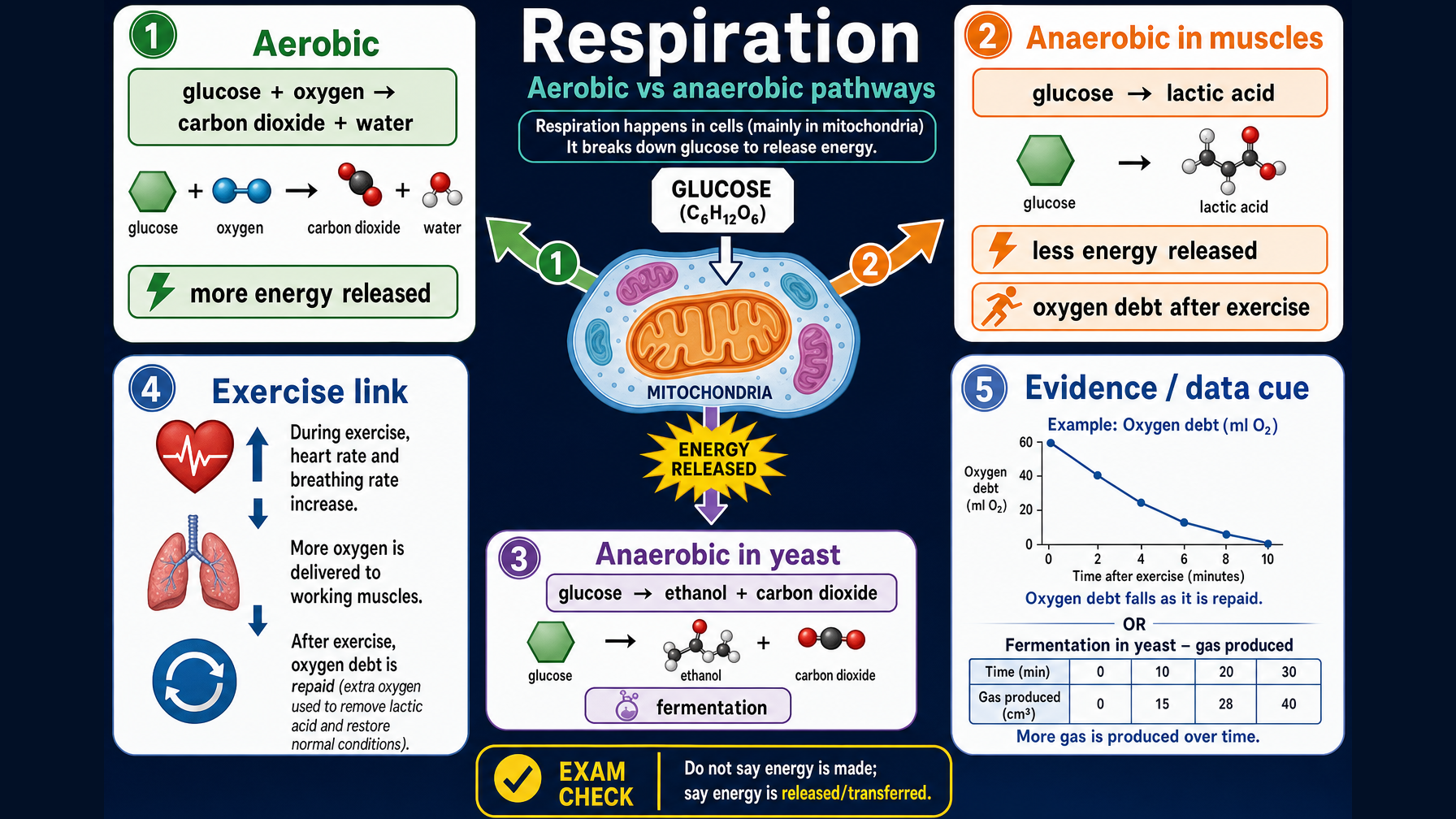 Infographic explaining GCSE Biology respiration, including aerobic respiration, anaerobic respiration in muscles, anaerobic respiration in yeast, oxygen debt, fermentation and data evidence.