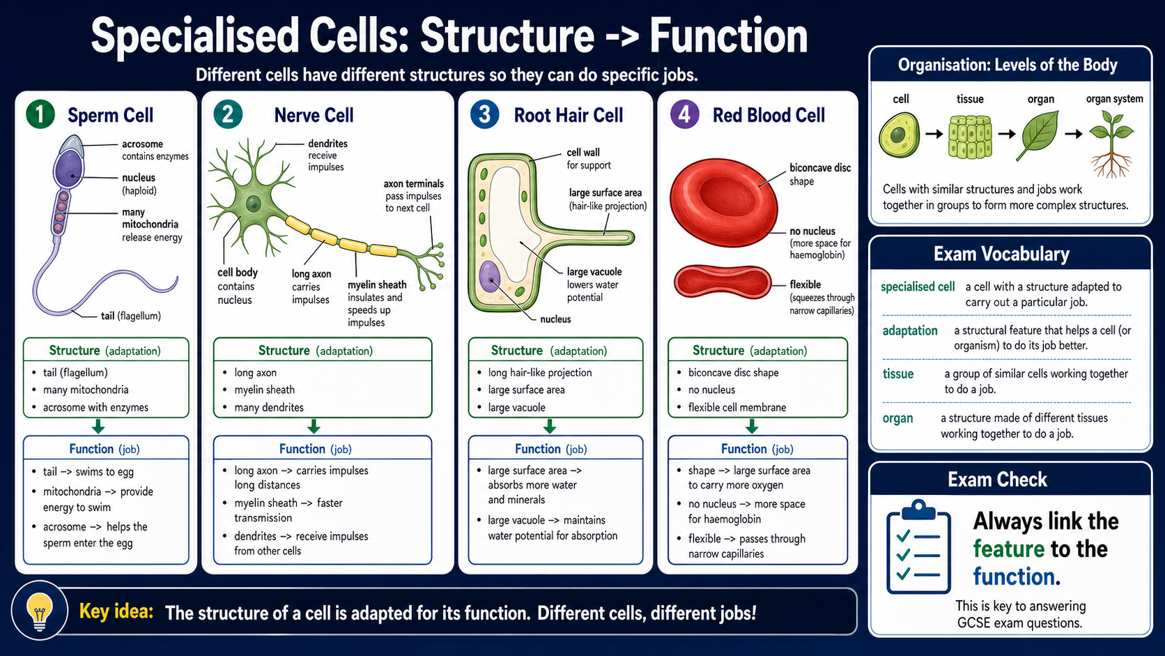 Infographic explaining GCSE Biology specialised cells, including sperm cells, nerve cells, root hair cells, red blood cells, adaptations, tissues, organs and structure-function links.