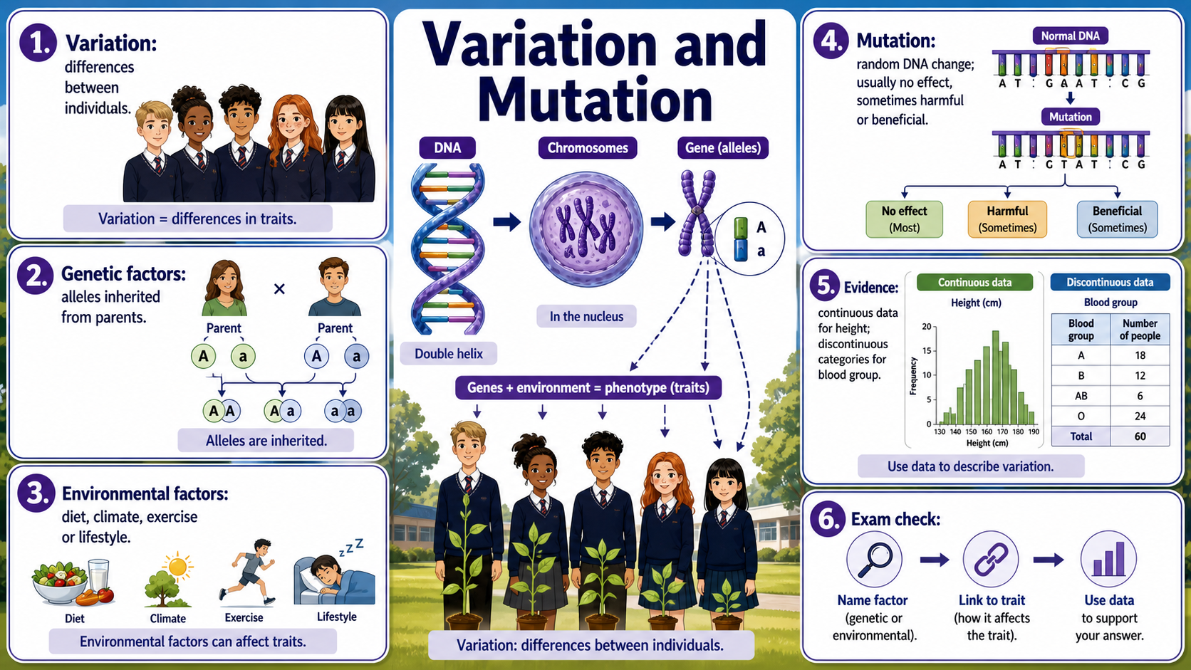 Infographic explaining GCSE Biology variation and mutation, including genetic factors, environmental factors, inherited alleles, mutation and continuous and discontinuous data evidence.
